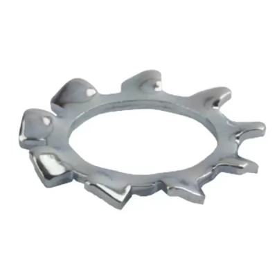 Saiba conica crestata, d13mm, form V, METRIC (20buc)